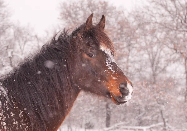 Linda bahía oscura caballo de Araia en caída de nieve pesada — Foto de Stock