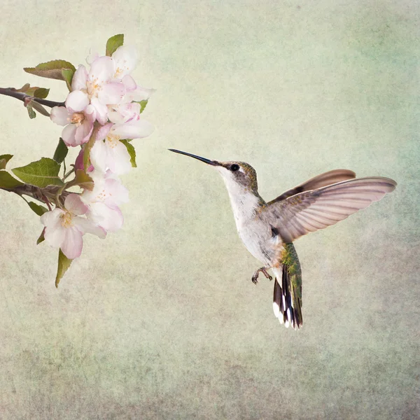 Rubinkehlchen-Kolibri schwebt neben Apfelblüten, auf strukturiertem Hintergrund — Stockfoto