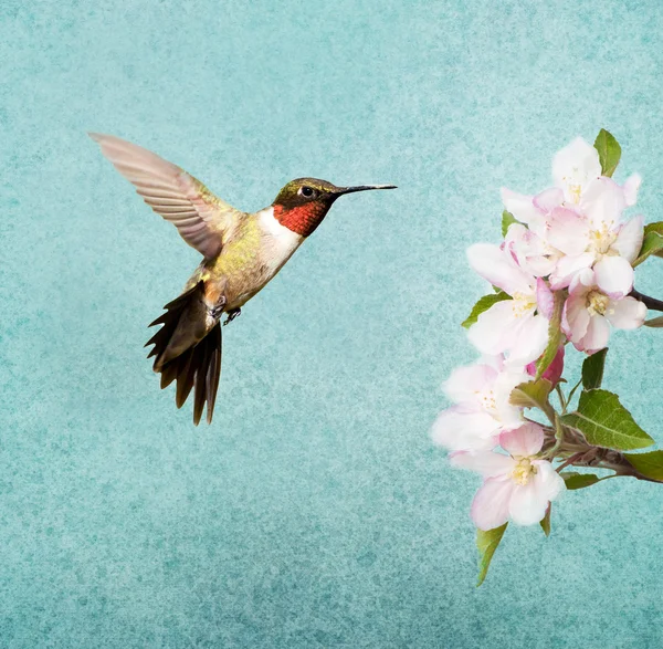 Rubinkehlchen-Kolibri-Männchen schwebt neben Apfelblüten, auf strukturiertem Hintergrund — Stockfoto