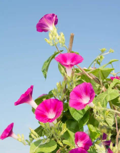 Flores rosa profundas de Ipomoea purpurea, Morning Glory, subindo em uma treliça que alcança a luz — Fotografia de Stock