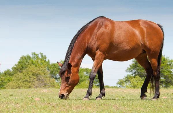 Cavallo di baia al pascolo in pascolo primaverile — Foto Stock