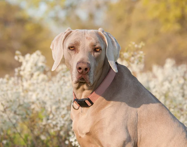 Weimaraner cane guardando lo spettatore, con sfondo fiore primaverile — Foto Stock