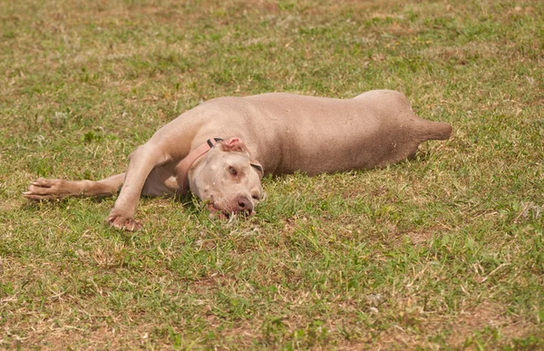 Feliz cão rolando na grama de verão — Fotografia de Stock