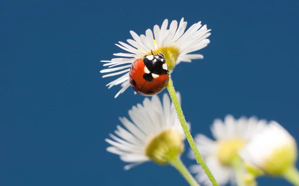 Beautiful Ladybug on a tiny white wildflower against clear blue summer sky, with copy space — Stock Photo, Image