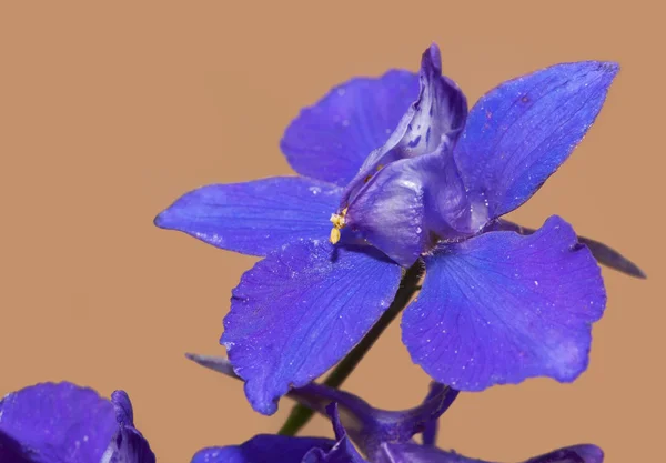 Närbild av en djupt lila Larkspur blomma — Stockfoto