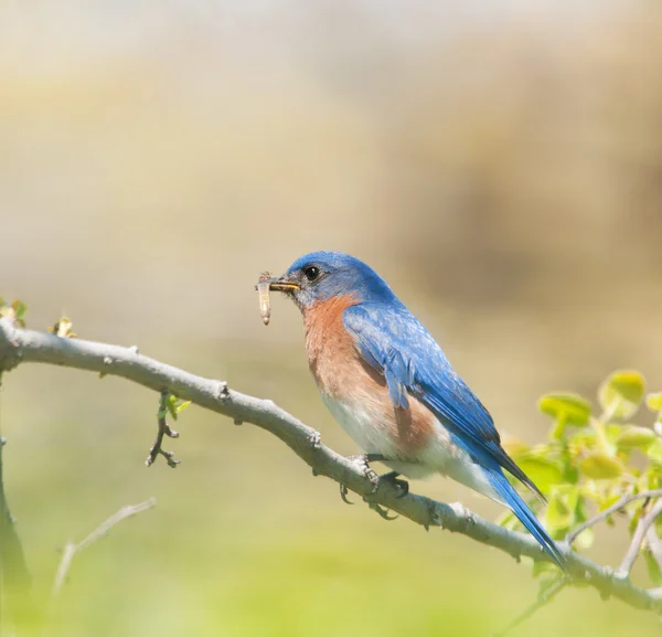 Male Eastern Bluebird carrying insects to feed his brood — Stock Photo, Image