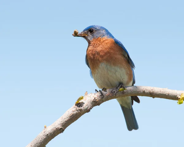 Male Eastern Bluebird with an insect in his beak for the brood — Stock Photo, Image