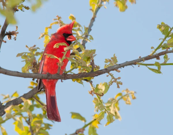 Männlicher Nordkardinal in einem Baum im zeitigen Frühjahr — Stockfoto