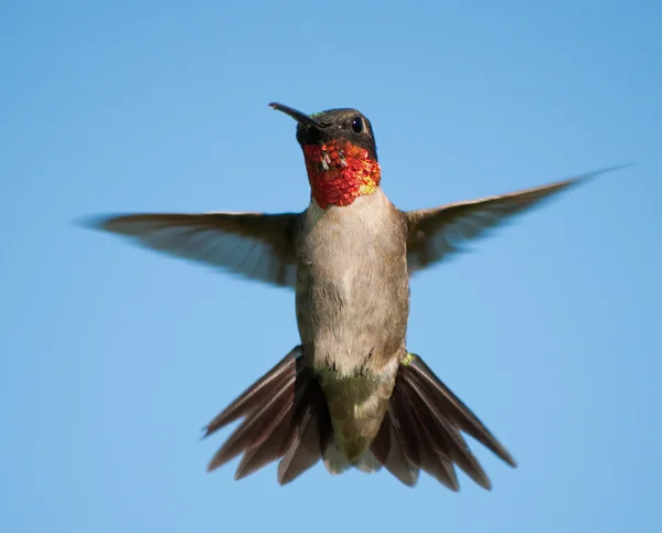 Vista frontal de un colibrí macho en vuelo con las alas y la cola extendidas, contra el cielo azul claro —  Fotos de Stock