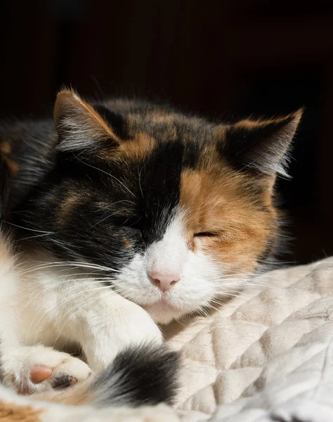 Krásná kočka kaliko spí v slunném místě — Stock fotografie