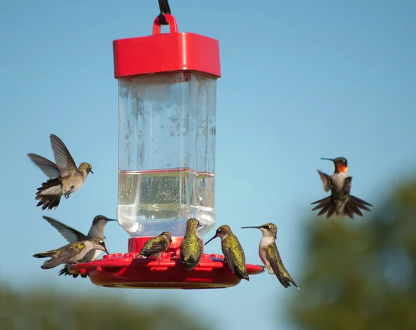 Flera kolibrier på feeder, vissa äter nektar, några svävar väntar på sin tur — Stockfoto