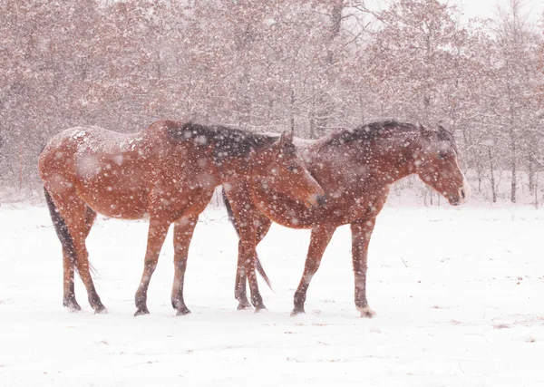 Dos caballos de la bahía en tormenta de nieve pesada — Foto de Stock