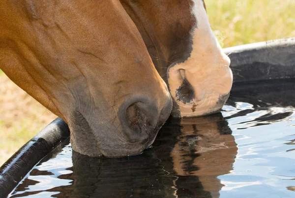 Closeup dvou koní s čenichem ve vodě, pít ze žlabu vodu — Stock fotografie