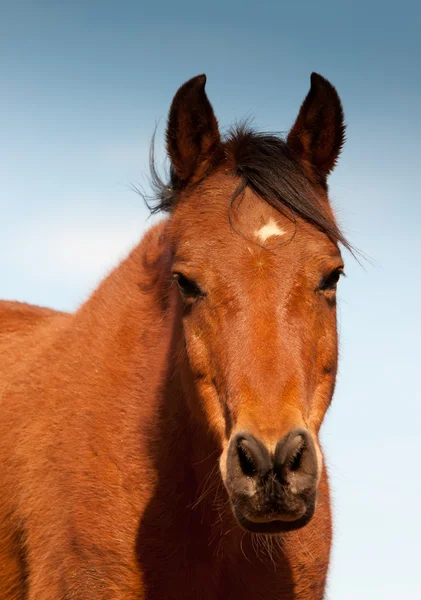 Head-on shot of a red bay Arabian horse with tippy ears against blue winter sky — Stock Photo, Image