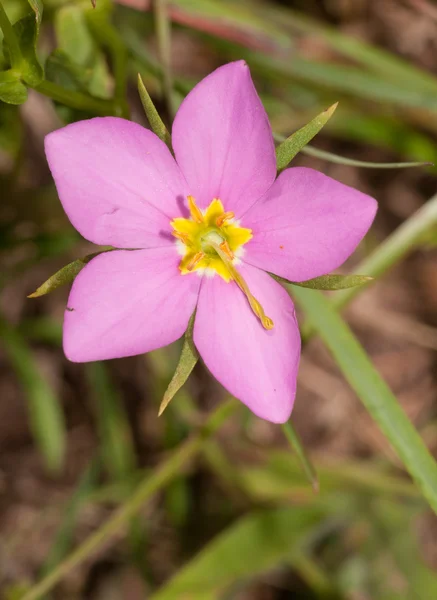 初夏の花の牧草地ピンク Sabatia かいよう — ストック写真