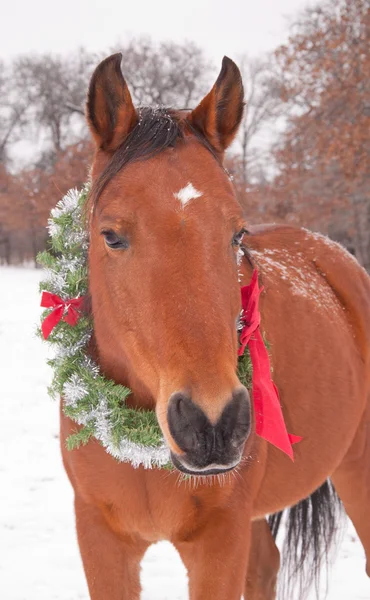 Cheval de baie rouge portant une couronne de Noël par une froide journée d'hiver — Photo