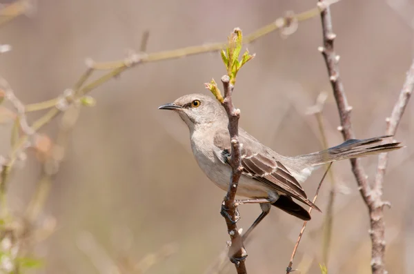 Северная Мокинбёрд, Mimus polyglottos, очень вокальная певчая птица, сидящая на веточке ранней весной — стоковое фото