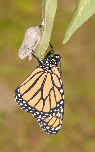 Monarca borboleta momentos após a eclosão de sua crisálida, esperando por suas asas para encher — Fotografia de Stock