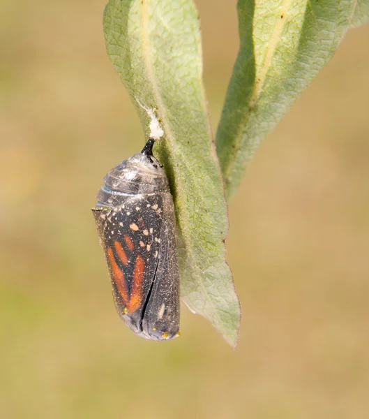 Monarca borboleta momentos antes da eclosão de sua crisálida — Fotografia de Stock