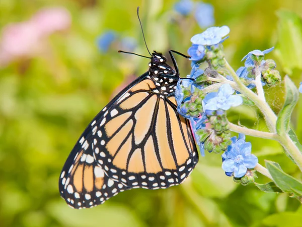 Farfalla monarca su un bambino blu cinese Forget-me-not fiore nel giardino estivo — Foto Stock