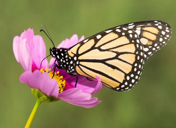 Nahaufnahme eines wandernden Monarchfalters, der sich von einer rosa Kosmosblume ernährt — Stockfoto