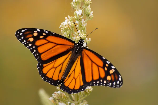 Männlicher Monarchfalter im Sommergarten, der sich von einer Buddleia-Blume ernährt — Stockfoto