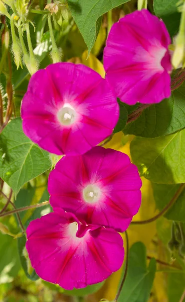 Flores cor-de-rosa profundas de Morning Glory, contra folhas verdes — Fotografia de Stock