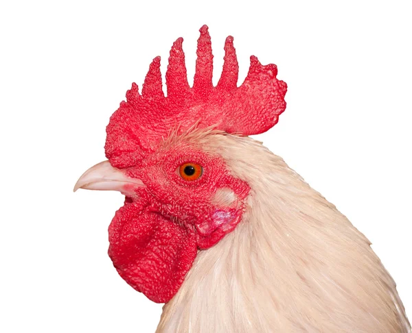 Closeup of a white rooster, isolated on white — Stock Photo, Image