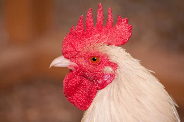 Profile of an all white Old English Game bantam rooster — Stock Photo, Image