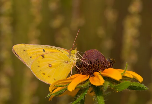 Orangefarbener Schwefel-Schmetterling, der sich von einer schwarzäugigen Susanblume mit Sommerwiese ernährt — Stockfoto