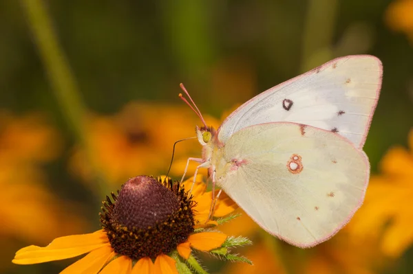 Orangefarbener Schwefel-Schmetterling ernährt sich im Sommer von einer Schwarzaugensusan-Blume — Stockfoto