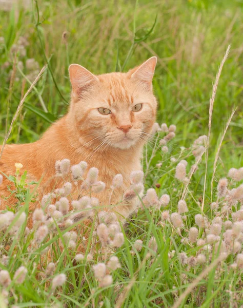Красивая рыжая кошка в высокой траве с полевыми цветами, смотрящая на зрителя — стоковое фото