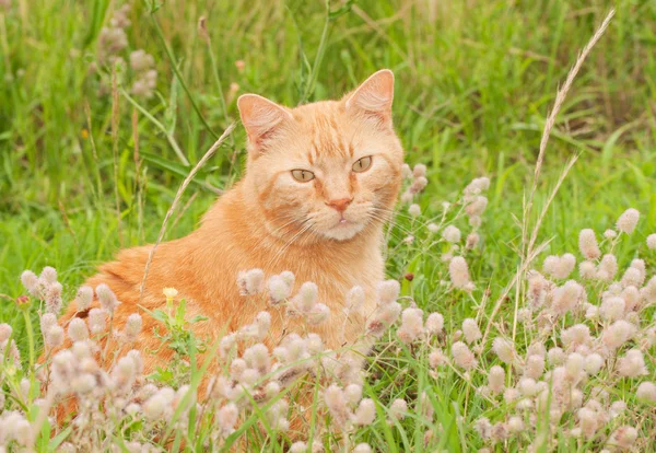 Bonito gato tabby laranja sentado na grama alta, olhando para o espectador — Fotografia de Stock