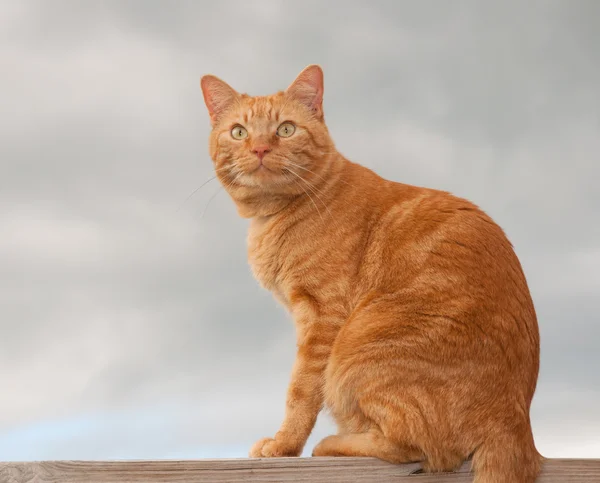 Bel gatto tabby arancione seduto su una ringhiera di legno contro il cielo nuvoloso — Foto Stock