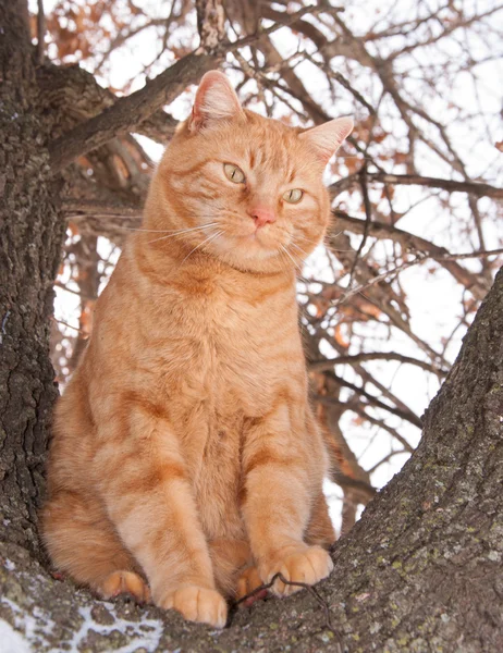 Gember Cyperse kat vergadering hoog in een boom in de winter — Stockfoto