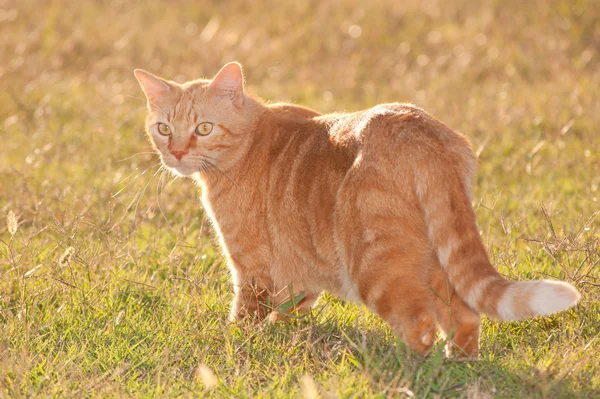 Ginger tabby cat in evening sun — Stock Photo, Image