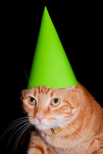 Parlak yeşil parti şapkası giyen parti kedi - turuncu tekir kedi — Stok fotoğraf