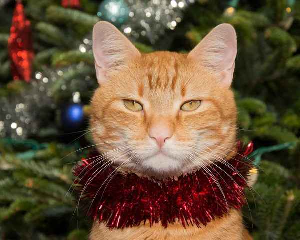 Bello zenzero gatto tabby con un filo di fili di lame rosse, con uno sfondo di albero di Natale — Foto Stock