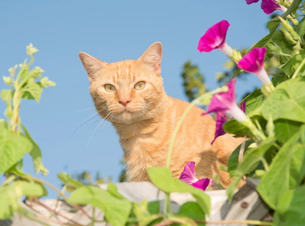 Knappe oranje Cyperse kat gluren uit midden van bloemen op de top van een hoge Trelly — Stockfoto