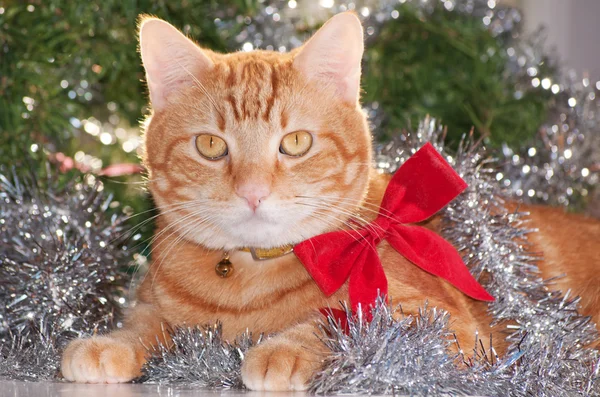 Ginger gato tabby vestindo um arco vermelho, com ouropel de prata e fundo grinalda verde — Fotografia de Stock