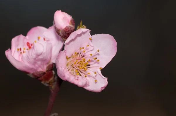 Koyu arka plan karşı erken baharda pembe bir şeftali çiçeği closeup — Stok fotoğraf
