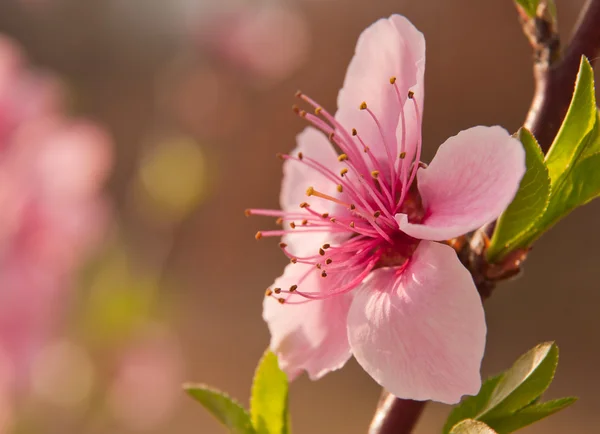 春先に繊細で、ピンクの桃の木の花 — ストック写真