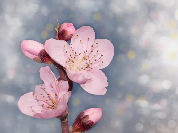 Mavi pastel bokeh arka plan üzerinde narin pembe şeftali çiçeği — Stok fotoğraf