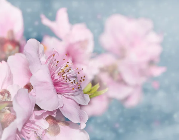 Drømmebilde av myke rosa perlemorsblomster på lyseblå bokeh-bakgrunn – stockfoto