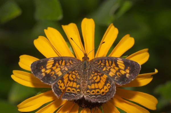 黄色と茶色の黒目スーザン花を食べてパール クレセント蝶の背面 — ストック写真