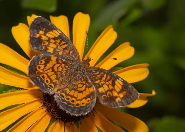 Pearl Crescent mariposa alimentándose de una Susan de ojos negros —  Fotos de Stock