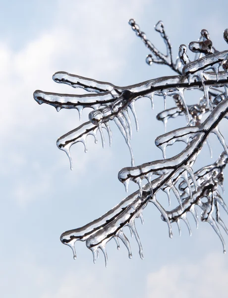 Tree branches covered in ice after an icestorm, against blue sky — Stock Photo, Image