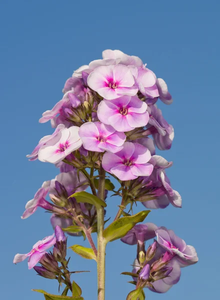 Phlox paniculata, alto Phlox em belo rosa contra o céu azul — Fotografia de Stock