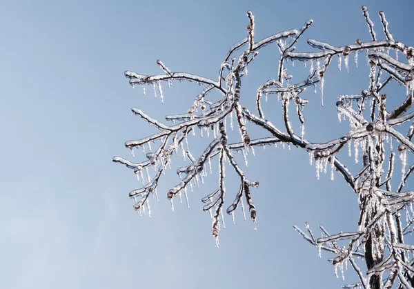 Tree covered in thick, glittering ice after an ice storm, with sun starting to melt the icicles — Stock Photo, Image