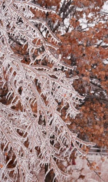 Persimmon tree branches after an ice storm, covered in thick layer of ice with long icicles — Stock Photo, Image